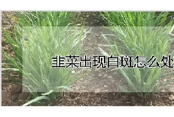 韭菜出现白斑怎么处理