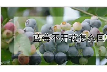 蓝莓不开花怎么回事