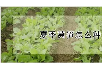 夏季莴笋怎么种