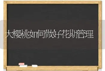 大樱桃如何做好花期管理