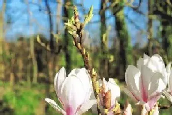 什么花代表欢迎回家?寓意欢迎回家的植物花卉大全