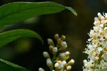 桂花树多久浇一次水?