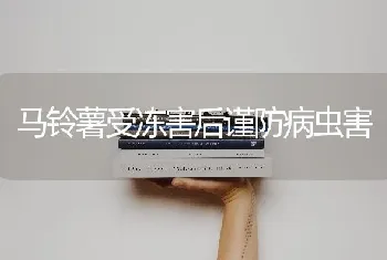 马铃薯受冻害后谨防病虫害