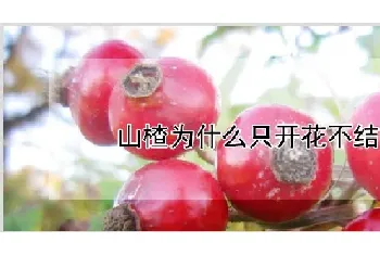 山楂为什么只开花不结果