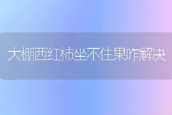 大棚西红柿坐不住果咋解决