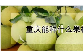 重庆能种什么果树