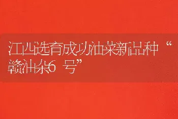 江西选育成功油菜新品种“赣油杂6号”