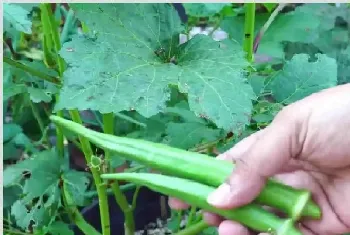 秋葵种植技术 如何有效种植秋葵？