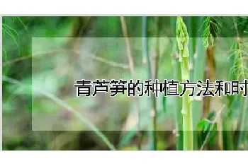 青芦笋的种植方法和时间