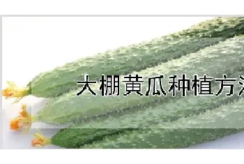 大棚黄瓜种植方法