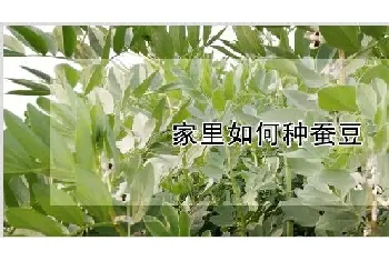 家里如何种蚕豆