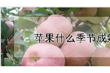 苹果什么季节成熟