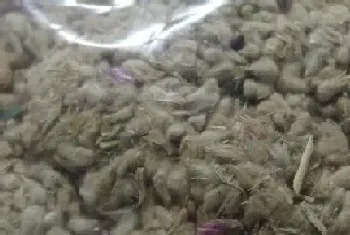 千日红种子怎么种植?千日红种植方法和注意事项