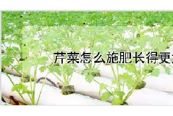 芹菜怎么施肥长得更好