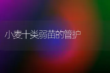 小麦十类弱苗的管护