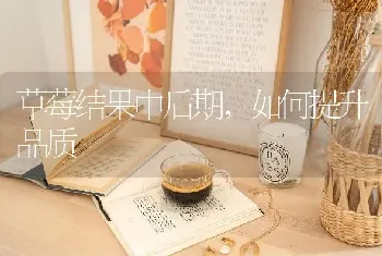 草莓结果中后期,如何提升品质