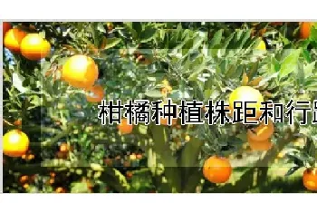 柑橘种植株距和行距