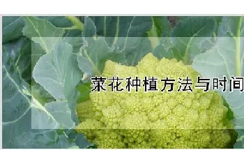 菜花种植方法与时间