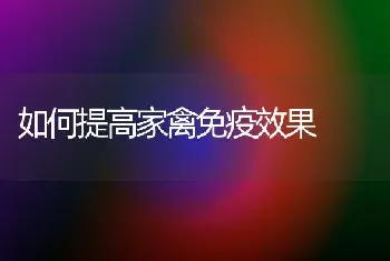 如何提高家禽免疫效果