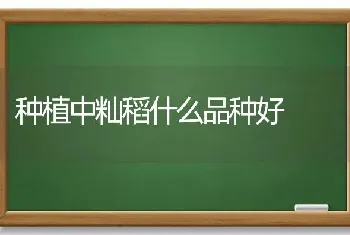 种植中籼稻什么品种好