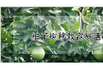 柚子树移栽容易活吗