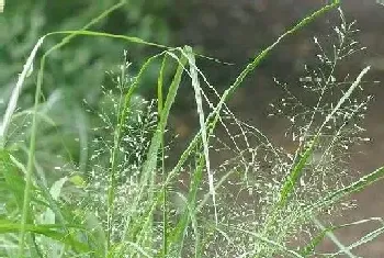 知风草有什么作用及用途功效?