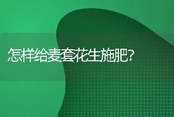 怎样给麦套花生施肥?