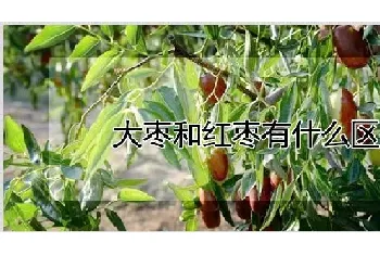 大枣和红枣有什么区别