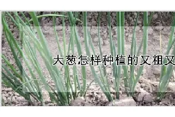 大葱怎样种植的又粗又长