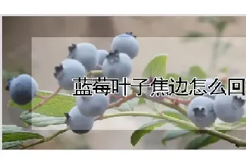 蓝莓叶子焦边怎么回事