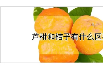 芦柑和桔子有什么区别