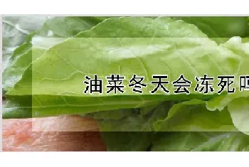 油菜冬天会冻死吗