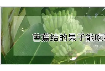 芭蕉结的果子能吃吗