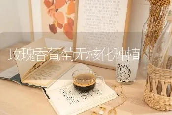 玫瑰香葡萄无核化种植