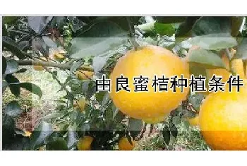 由良蜜桔种植条件