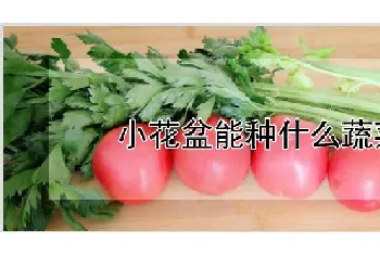 小花盆能种什么蔬菜