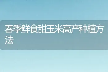 春季鲜食甜玉米高产种植方法