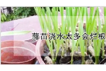 蒜苗浇水太多会烂根吗