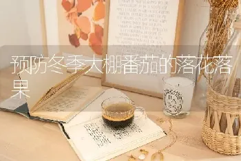 预防冬季大棚番茄的落花落果