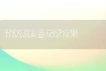 预防温室番茄绿背果