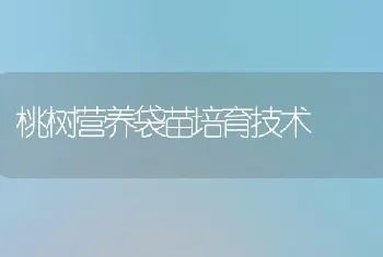 桃树营养袋苗培育技术