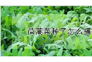 茼蒿菜种子怎么播种