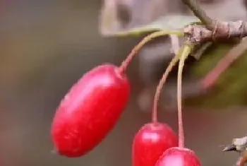 越椒是什么植物类别?