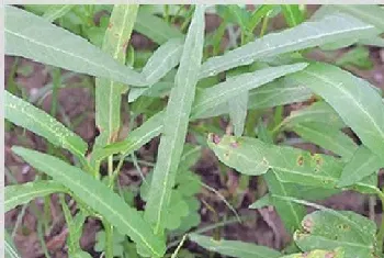 空心菜常见病害的症状及防治方法