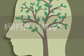 后期巧管 小麦高产