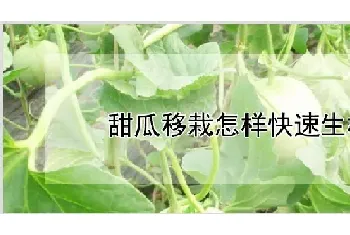 甜瓜移栽怎样快速生根