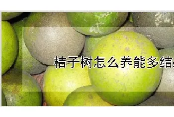 桔子树怎么养能多结果