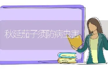 秋延茄子须防病虫害